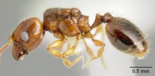 Pheidole sparsisculpta - JTLC000014132