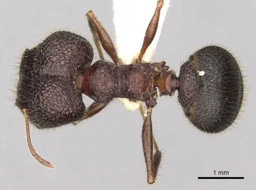 Pheidole spathifera specimen