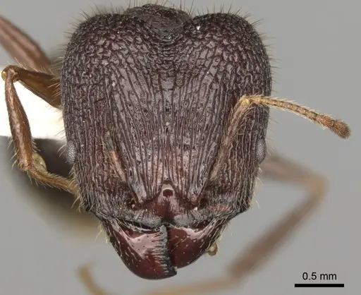 Pheidole spathifera specimen