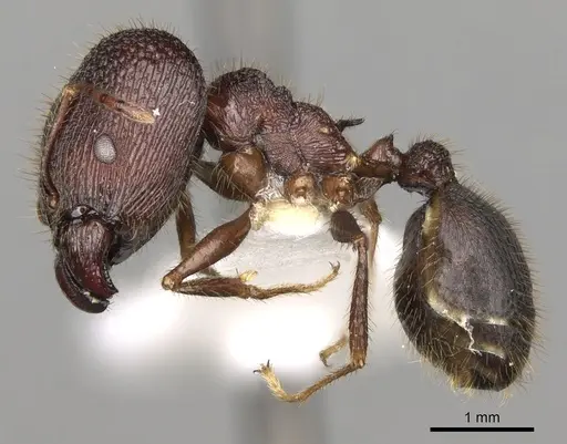 Pheidole spathifera specimen