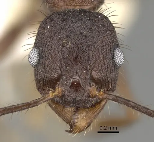 Pheidole spathifera - CASENT0281635