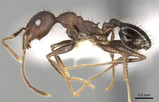 Pheidole spathifera - CASENT0281635