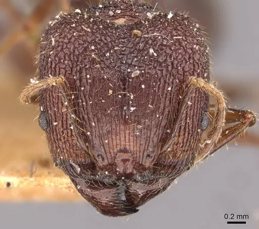 Pheidole spathifera - CASENT0907955