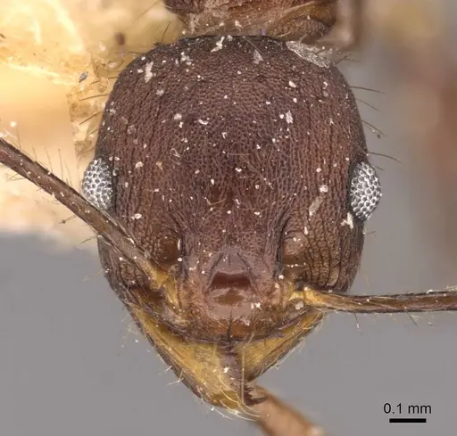 Pheidole spathifera - CASENT0907956