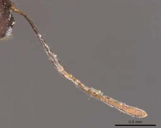 Pheidole spathifera - CASENT0907956