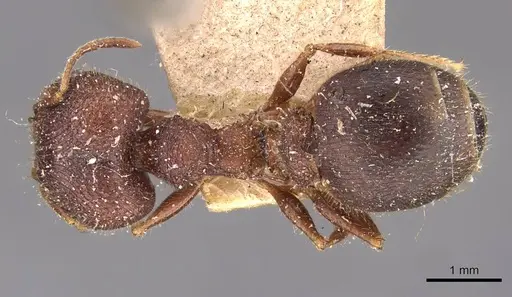 Pheidole spathifera - CASENT0907957