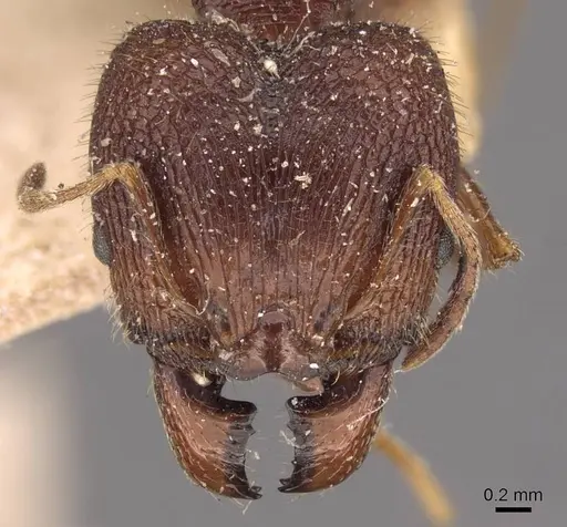 Pheidole spathifera - CASENT0907957