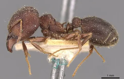 Pheidole spathifera - CASENT0907957