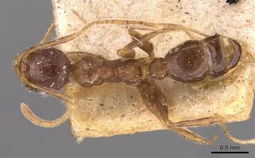 Pheidole spathifera - CASENT0907958