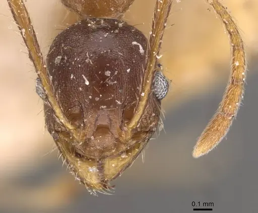 Pheidole spathifera - CASENT0907958
