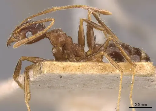 Pheidole spathifera - CASENT0907958