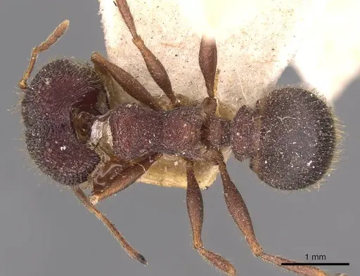 Pheidole spathifera - CASENT0907959