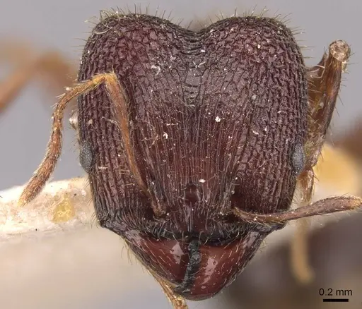 Pheidole spathifera - CASENT0907959