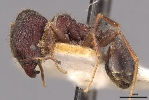 Pheidole spathifera - CASENT0907959