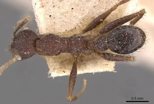 Pheidole spathifera - CASENT0907960