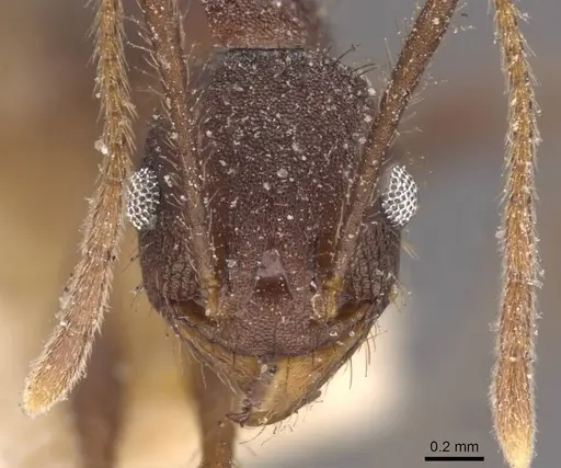 Pheidole spathifera - CASENT0907960