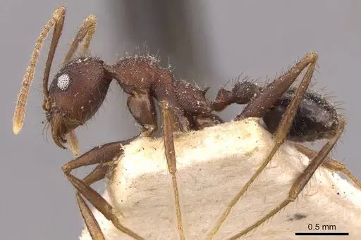 Pheidole spathifera - CASENT0907960