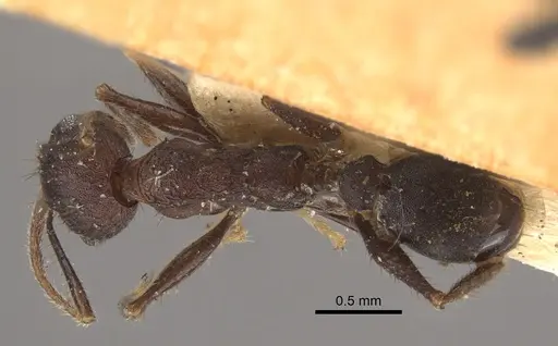 Pheidole spathifera - CASENT0917784