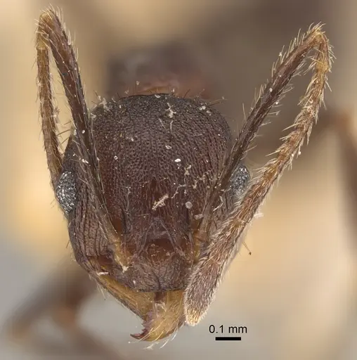 Pheidole spathifera - CASENT0917784