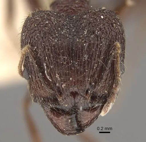 Pheidole spathifera - CASENT0917785