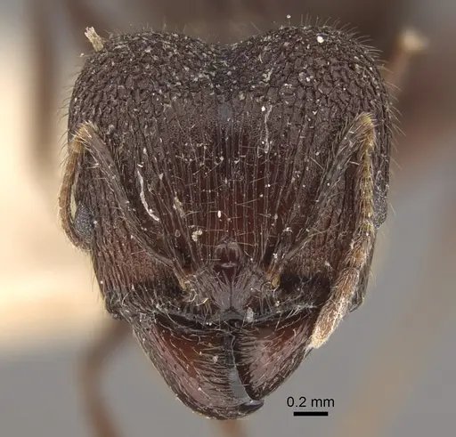 Pheidole spathifera - CASENT0917785