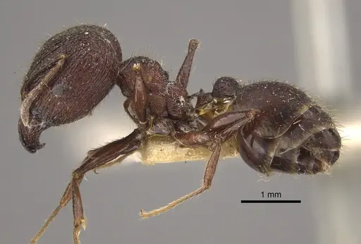 Pheidole spathifera - CASENT0917785