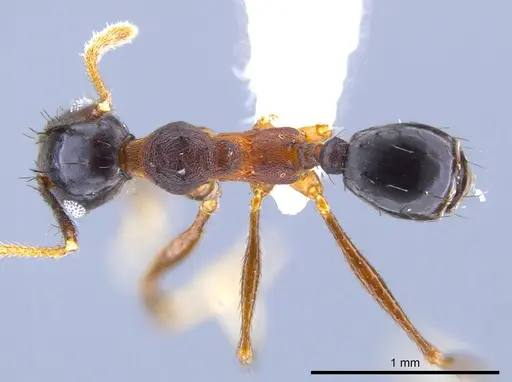 Pheidole spathipilosa specimen