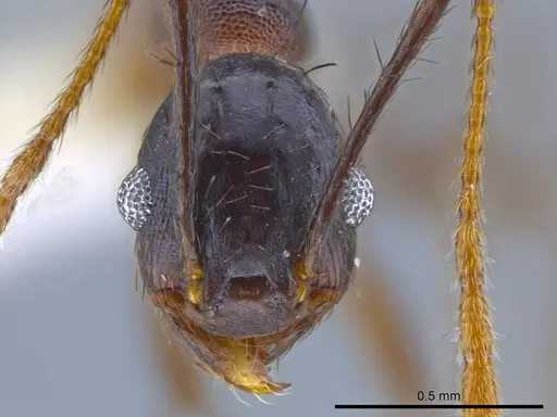 Pheidole spathipilosa specimen