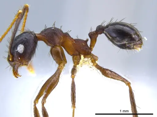 Pheidole spathipilosa specimen