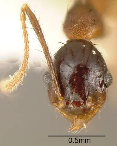 Pheidole spathipilosa - CASENT0635530
