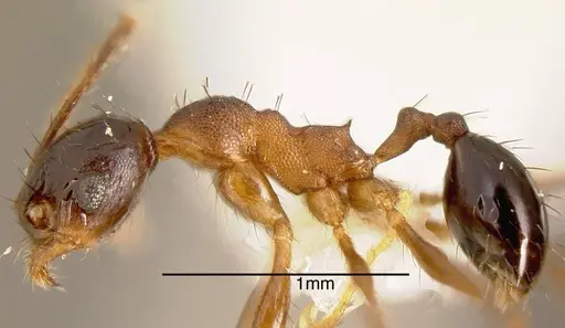 Pheidole spathipilosa - CASENT0635530