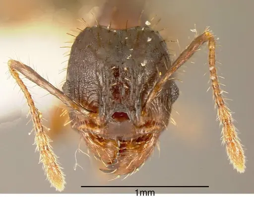Pheidole spathipilosa - INBIOCRI001218131