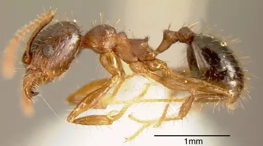 Pheidole spathipilosa - INBIOCRI001218131