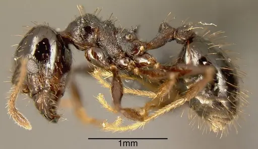 Pheidole spathipilosa - MEKOU221463
