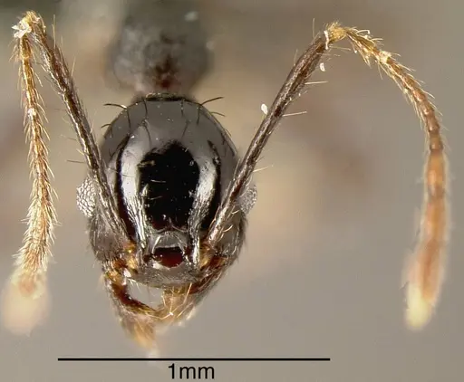 Pheidole spathipilosa - MEKOU221464