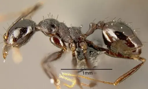 Pheidole spathipilosa - MEKOU221464