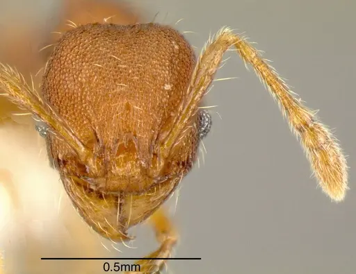 Pheidole specularis specimen