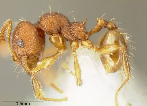 Pheidole specularis specimen