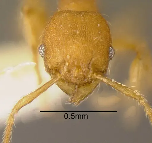 Pheidole specularis - CASENT0635531