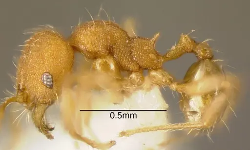 Pheidole specularis - CASENT0635531