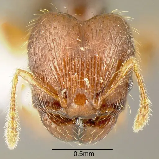 Pheidole specularis - INB0003659292