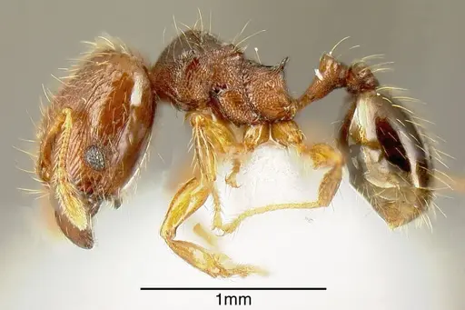 Pheidole specularis - INB0003659292