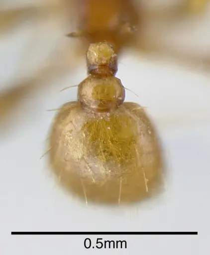 Pheidole specularis - INB0003679951