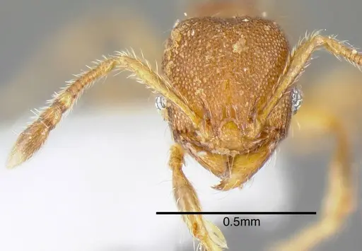 Pheidole specularis - INB0003679951