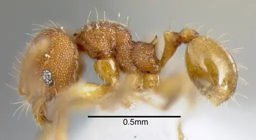 Pheidole specularis - INB0003679951