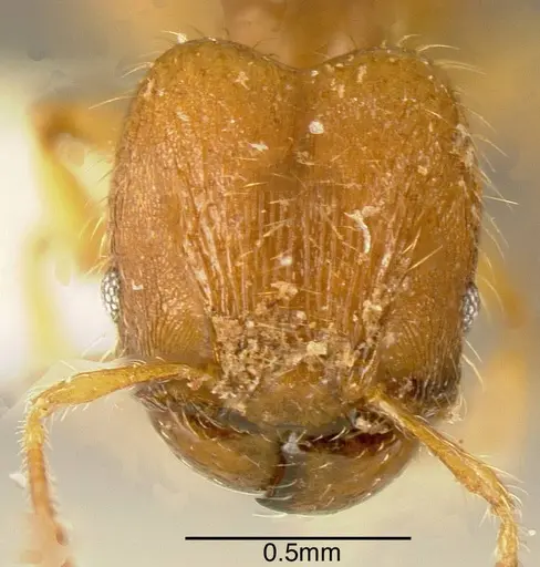 Pheidole specularis - INBIOCRI002279806