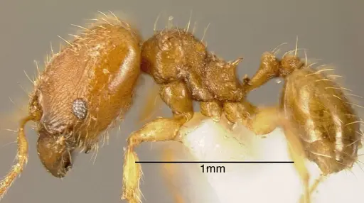 Pheidole specularis - INBIOCRI002279806