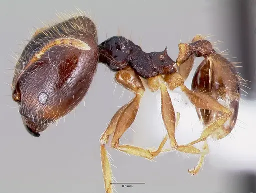 Pheidole speculifera specimen