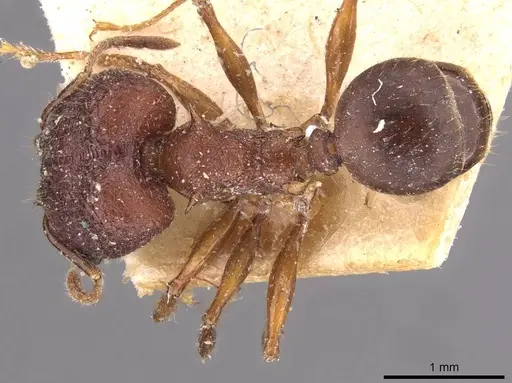 Pheidole sperata specimen