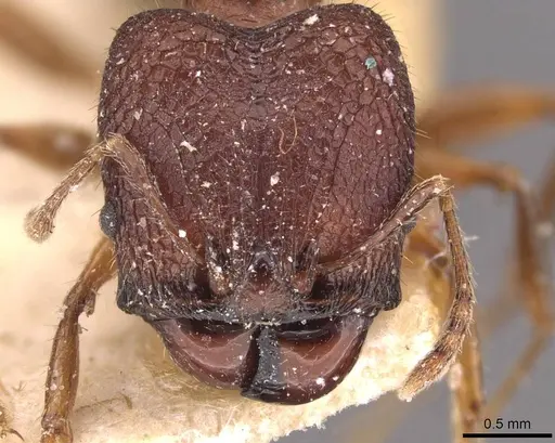Pheidole sperata specimen